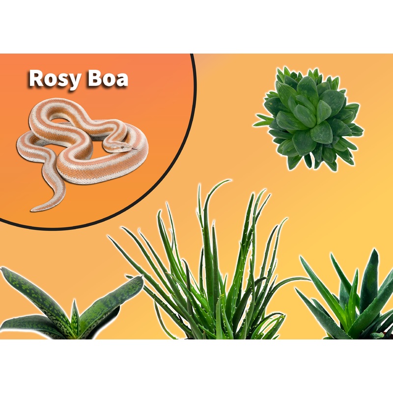 Rosy Boa Plant Pack