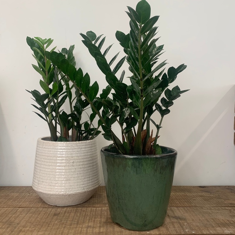 Zamioculcas zamiifolia Raven – ZZ Plant, 14cm Pot