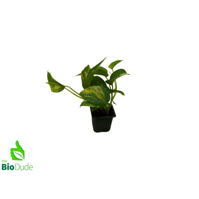 3 Pot Pothos Golden