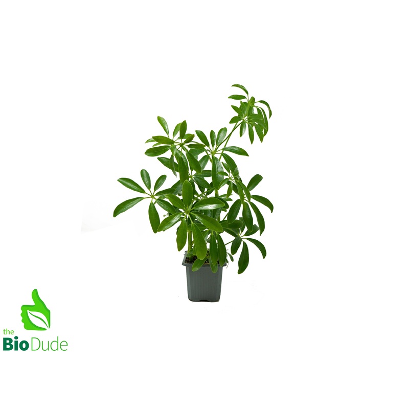 3 Pot Schefflera Arboricola
