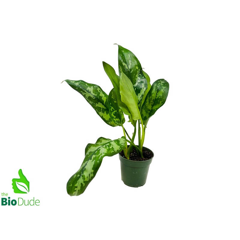 4 Pot Aglaonema Emerald Beauty