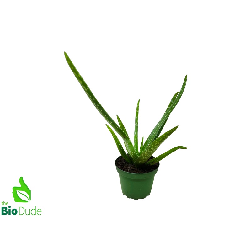 4 Pot Aloe Vera