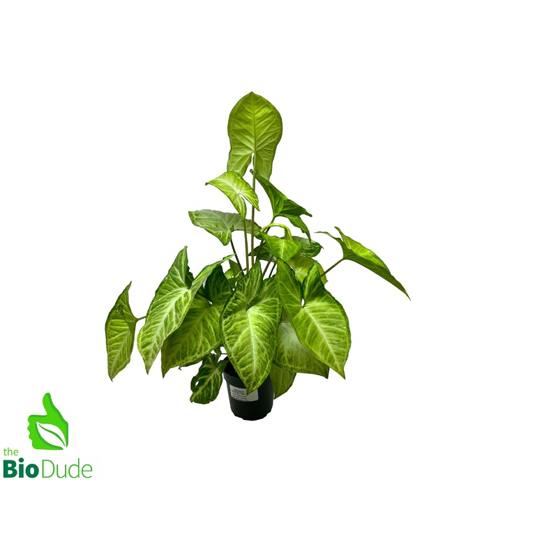4 Pot Arrowhead Vine White Butterfly
