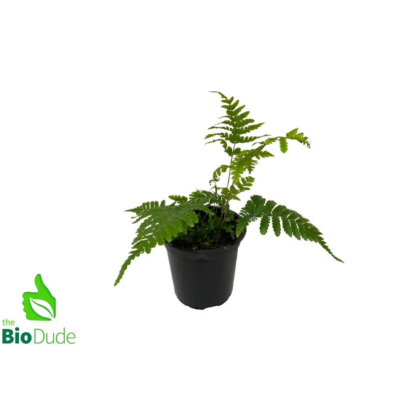4 Pot Autumn Fern