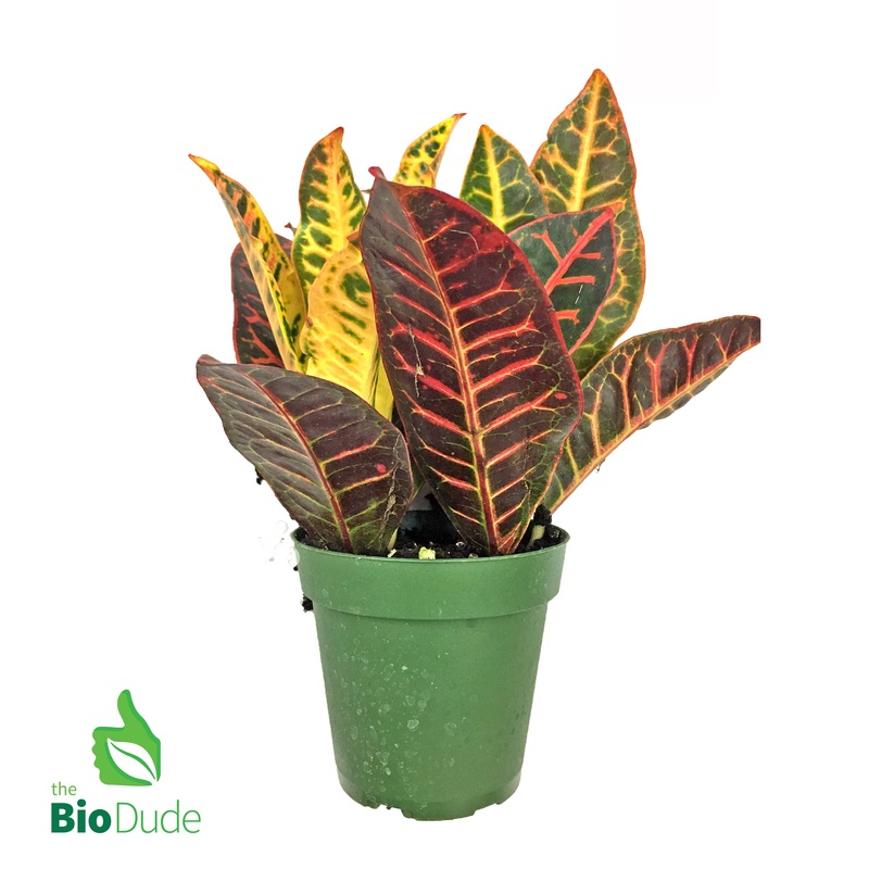 4 Pot Croton