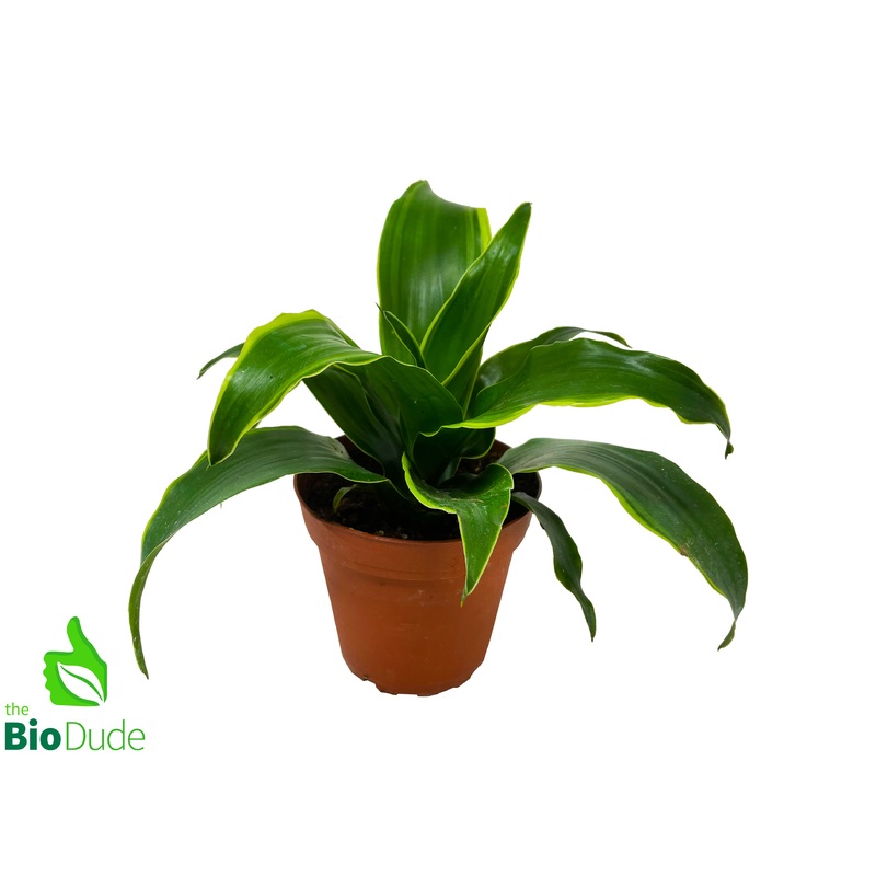 4 Pot Dracaena Dorado