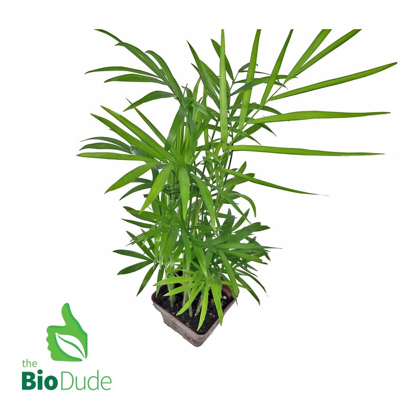4 Pot Neanthe Bella Palm