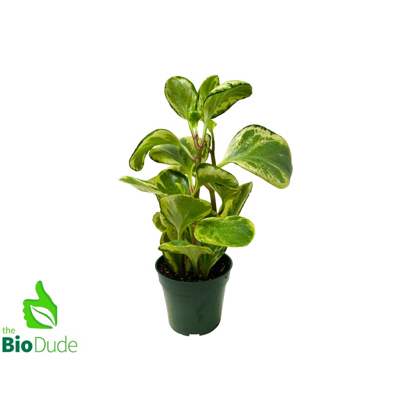 4 Pot Peperomia Golden Gate