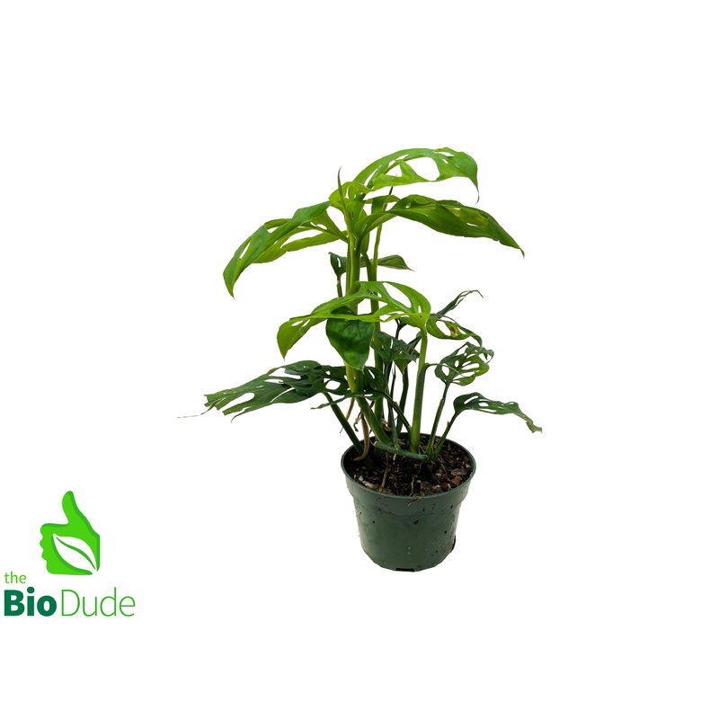 4 Pot Philodendron Swiss Cheese