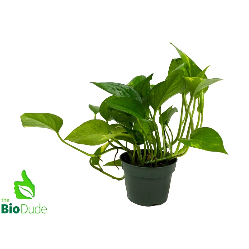 4 Pot Pothos Golden