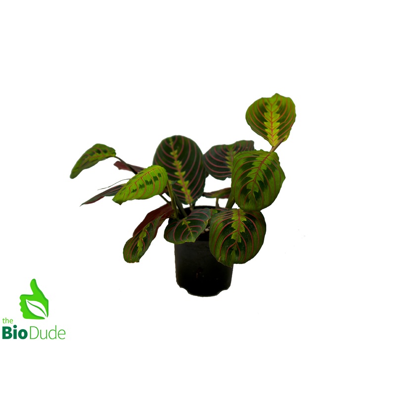 4 Pot Prayer Plant Red