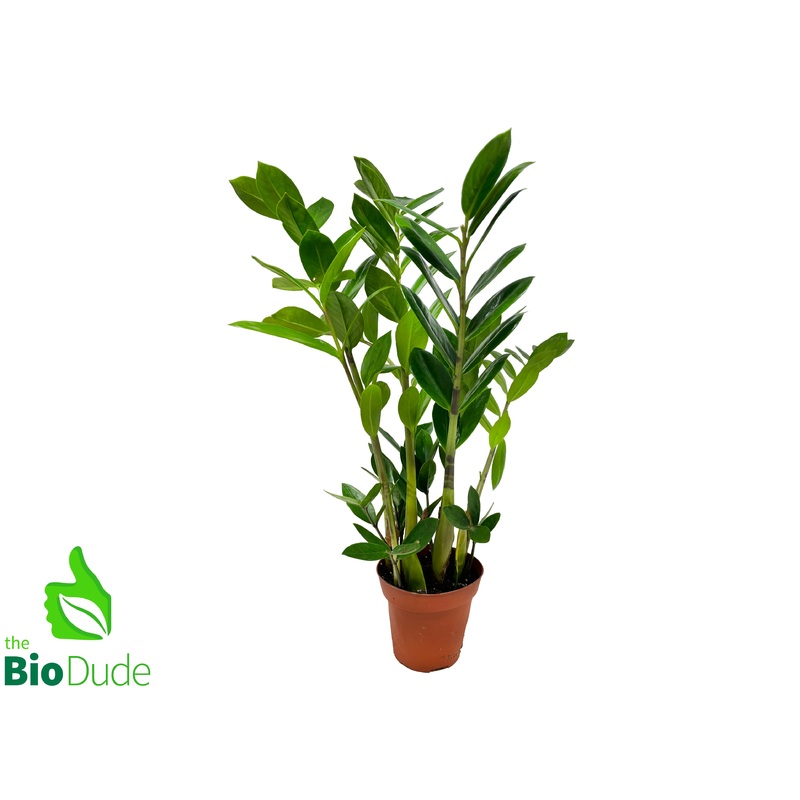 4 Pot ZZ Plant