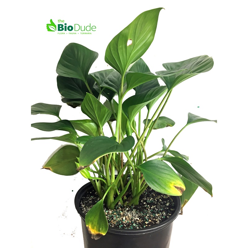 6 Pot Homalomena