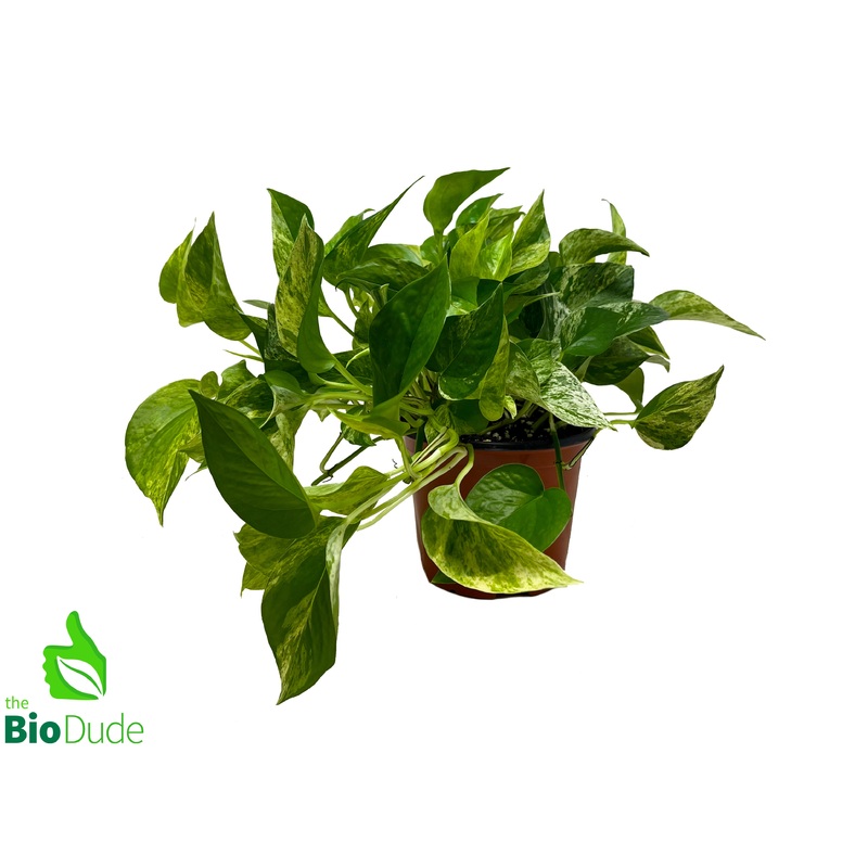 6 Pot Marble Queen Pothos