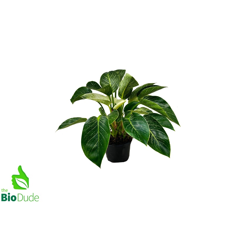 6 Pot Philodendron Birkin
