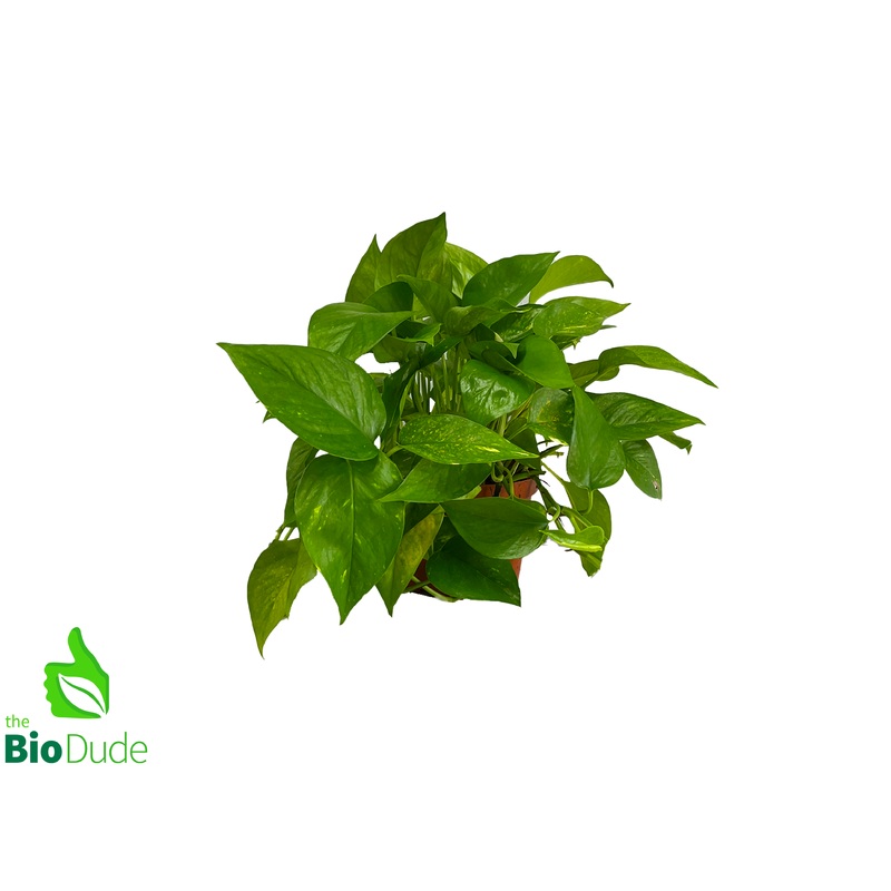 6 Pot Pothos Golden