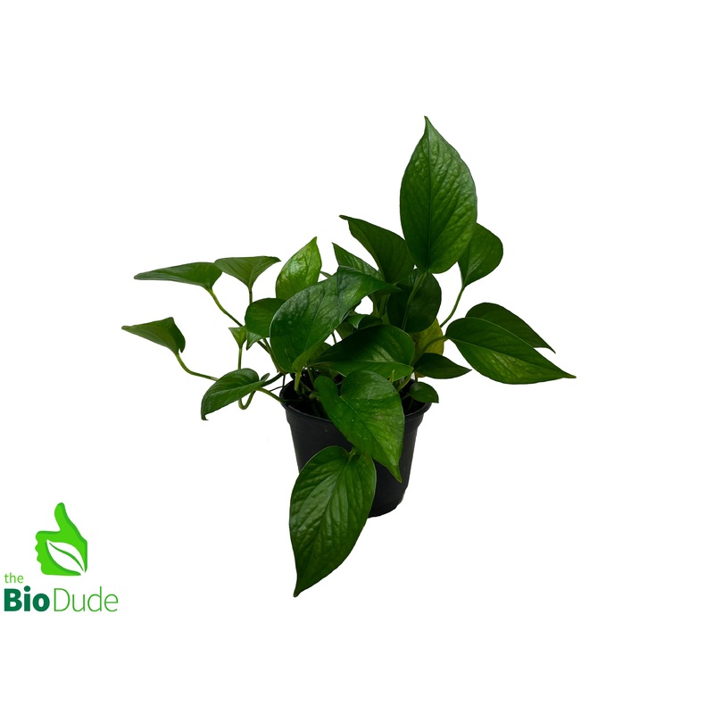 6 Pot Pothos Jade