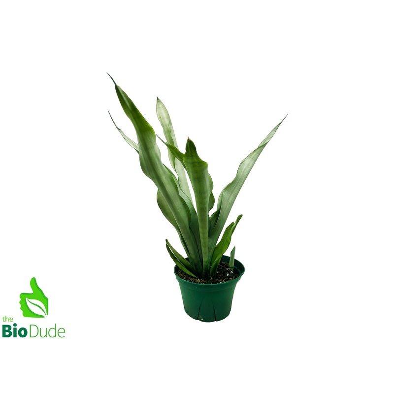 6 Pot Sansevieria Snake Plant Taller Variety