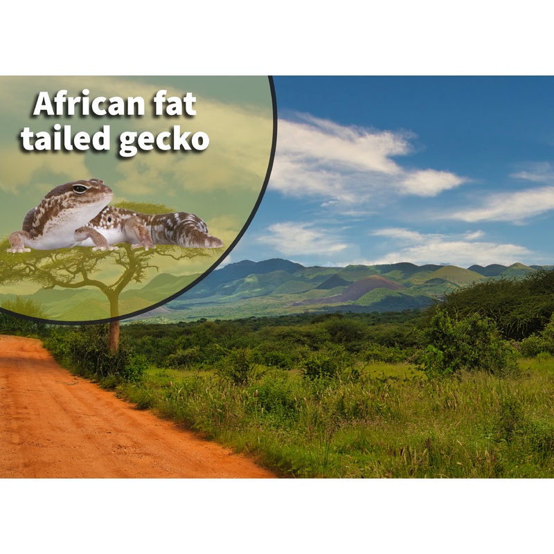 African Fat Tail Gecko (Hemitheconyx caudicinctus) Bioactive Vivarium Kit