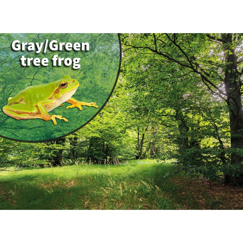 American Green Tree Frog (Dryophytes cinereus or Hyla cinerea) Bioactive Vivarium Kit