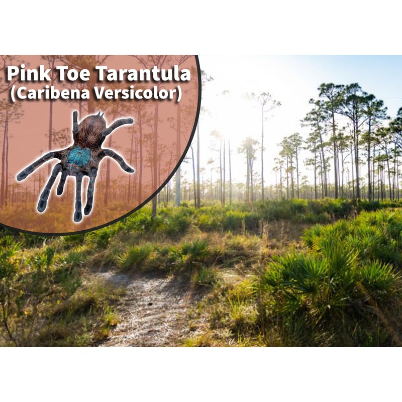 Antilles Pink Toe Tarantula (Caribena versicolor) Bioactive Vivarium Habitat Kit