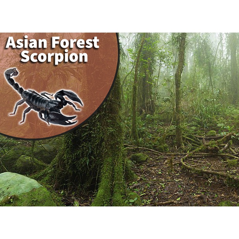 Asian Forest Scorpion (Heterometrus species) Bioactive Vivarium Kit