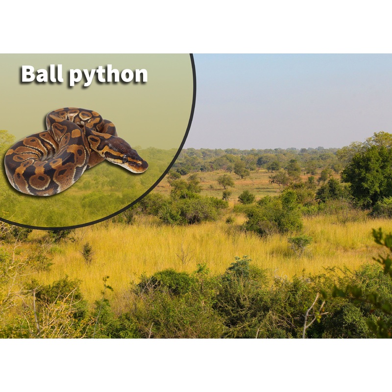 Ball Python (Python regius) Bioactive Vivarium Kit