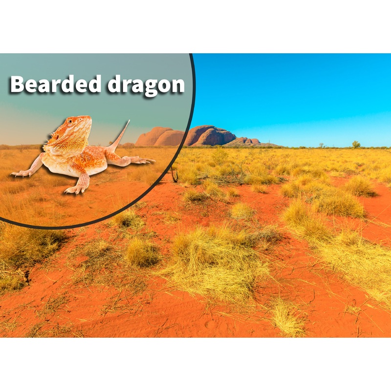 Bearded Dragon (Pogona vitticeps) Bioactive Vivarium Kit