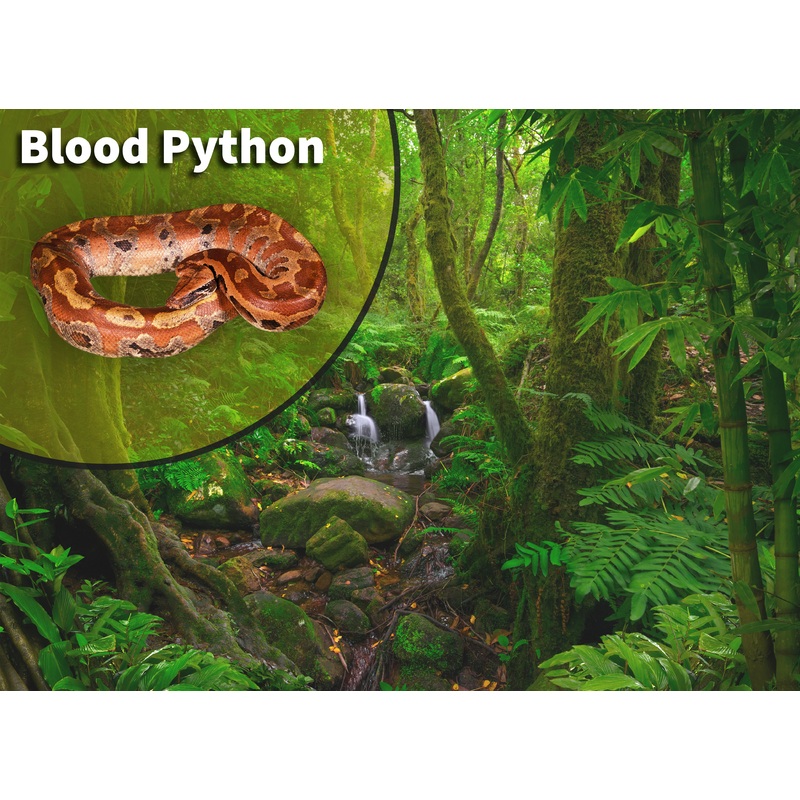 Blood Python (Python brongersmai) Bioactive Vivarium Kit