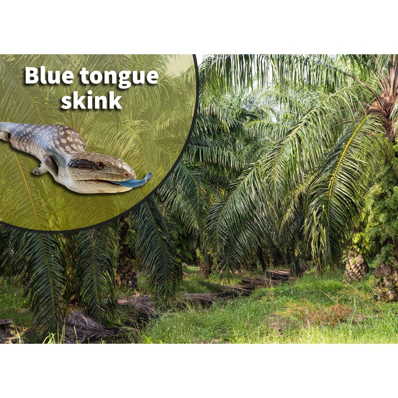 Blue Tongue Skink (Tiliqua spp.) Bioactive Habitat Terrarium Kit