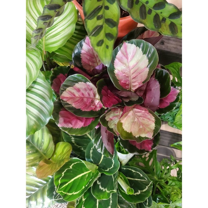 Calathea mix, 14cm pot.