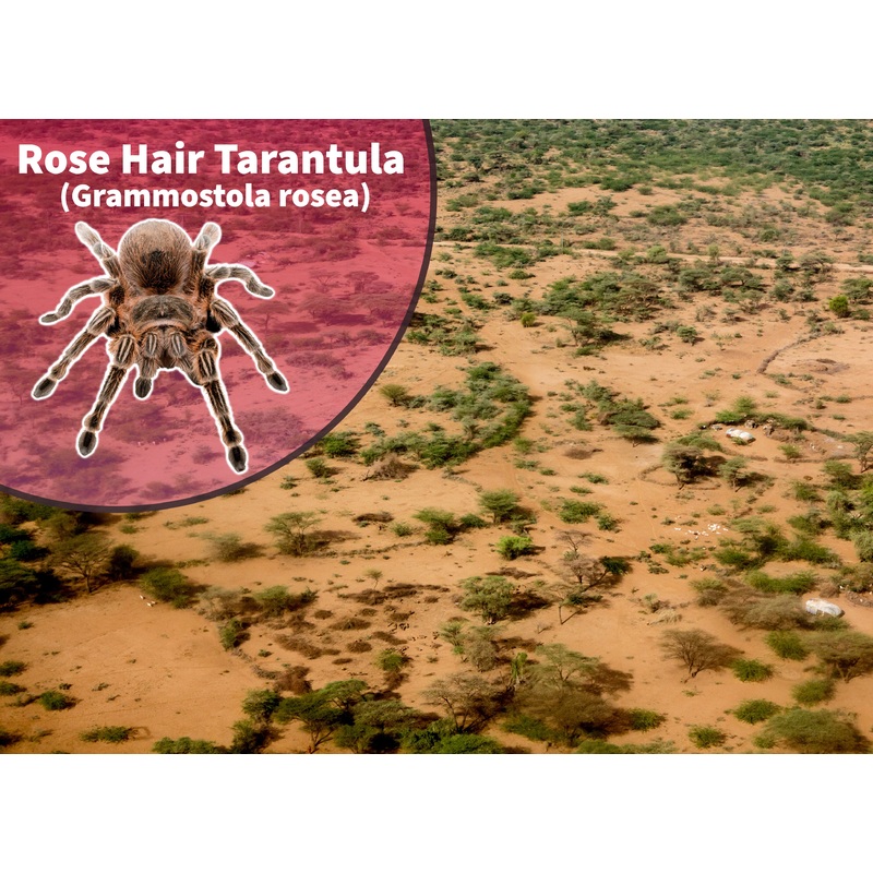 Chilean Flame/ Rose Hair Tarantula (Grammostola rosea/porteri) Bioactive Kit