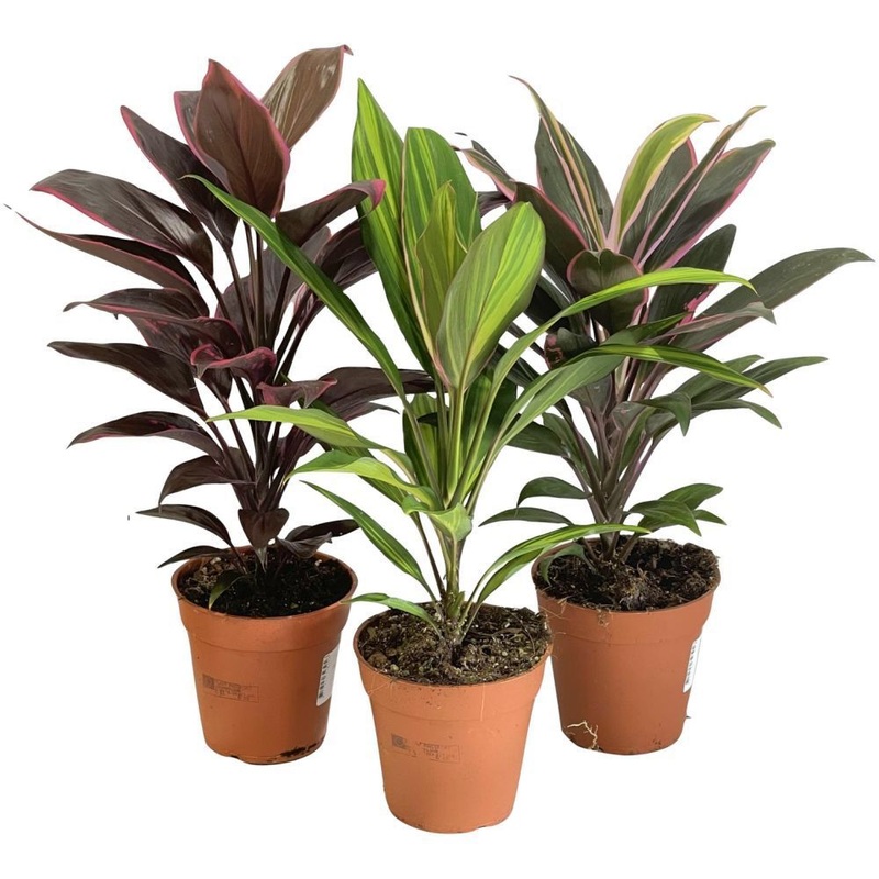 Cordyline mix, 12cm Pot