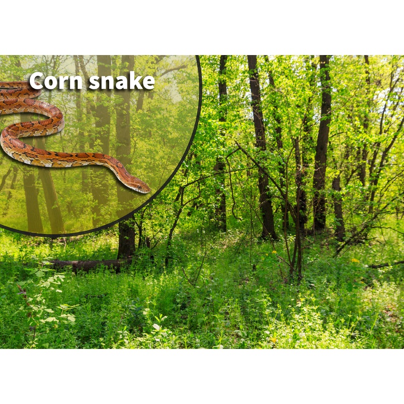 Corn Snake (Pantherophis guttatus) Bioactive Vivarium Kit