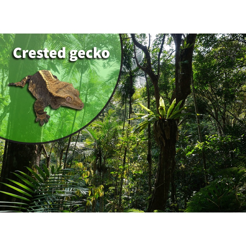 Crested Gecko (Correlophus ciliatus) Bioactive Vivarium Kit