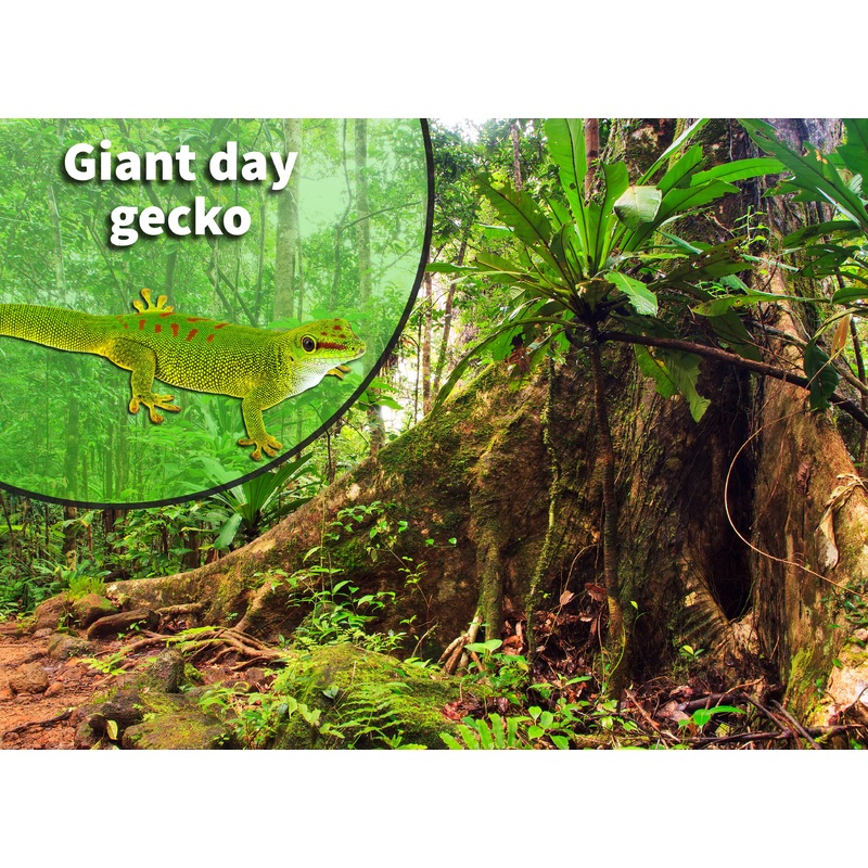 Crimson Giant Day Gecko (Phelsuma grandis) Bioactive Vivarium Kit