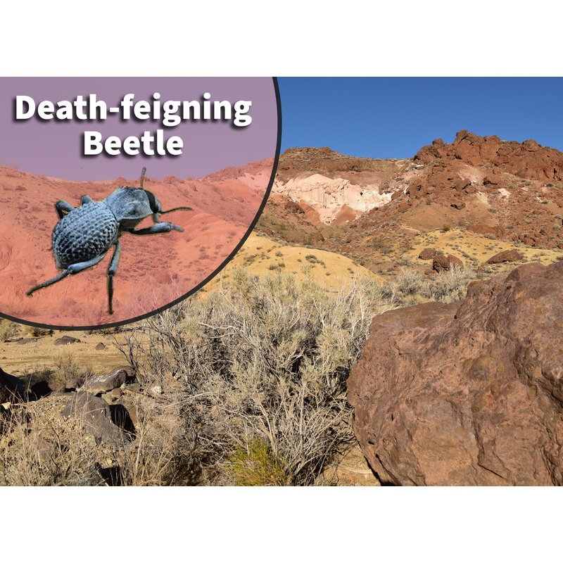 Death Feigning Beetle (Asbolus sp.) Bioactive Vivarium Kit
