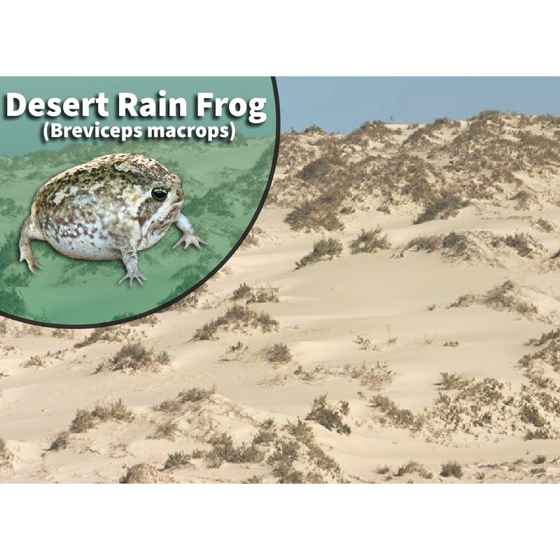 Desert Rain Frog (Breviceps macrops) Bioactive Vivarium Kit