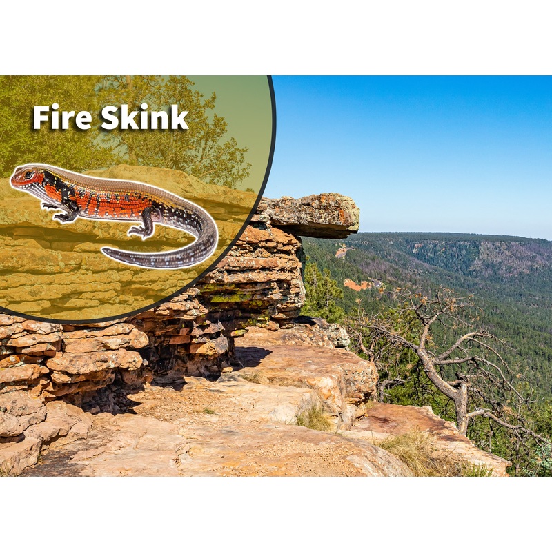 Fire Skink (Lepidothyris fernandi) Bioactive Vivarium Kit