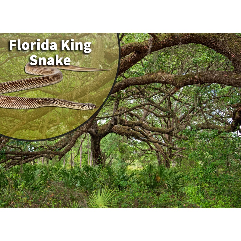 Florida King Snake (Lampropeltis getula floridana) Bioactive Vivarium Kit