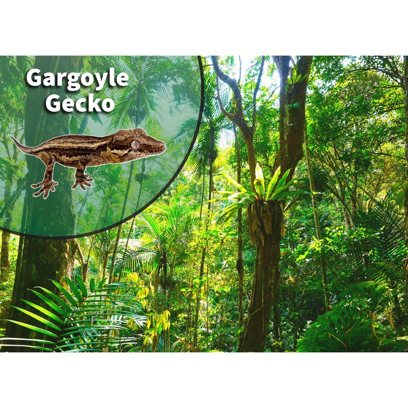 Gargoyle Gecko (Rhacodactylus auriculatus) Bioactive Vivarium Kit