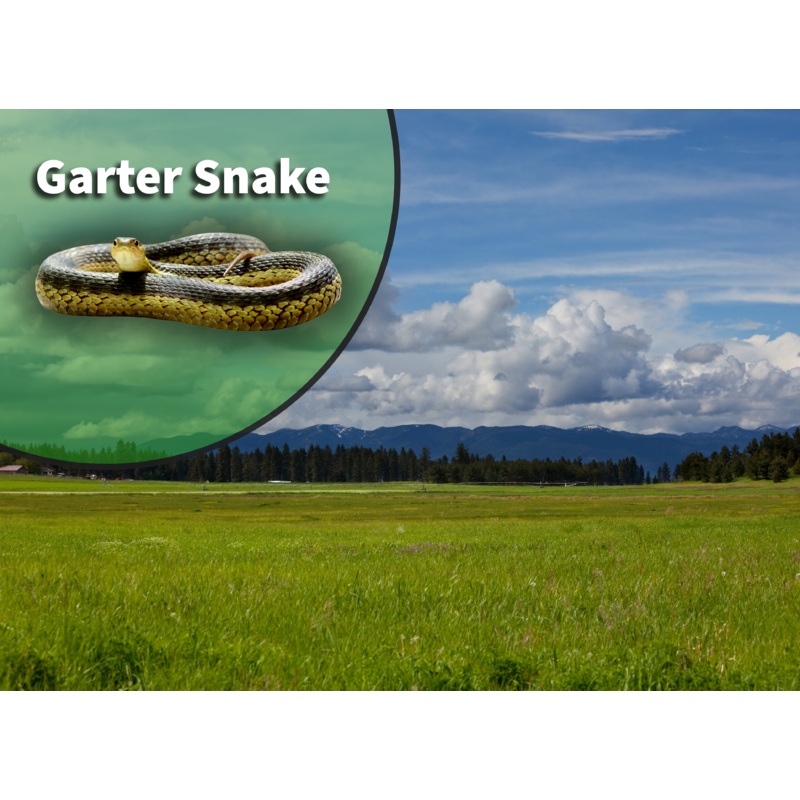 Garter Snake (Thamnophis species) Bioactive Vivarium Kit