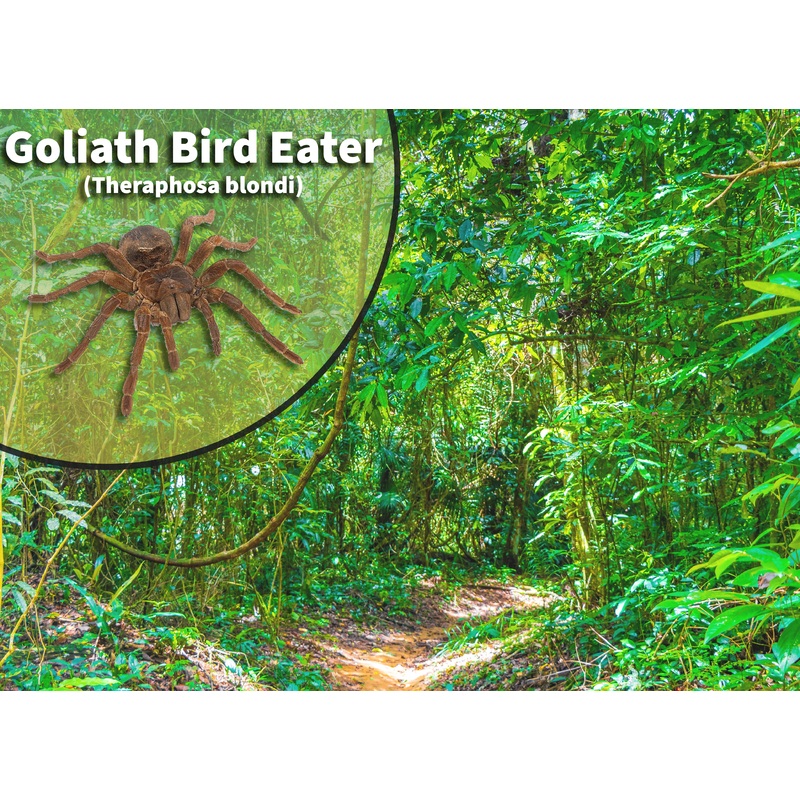 Goliath Bird Eater (Theraphosa blondi) Bioactive Vivarium Kit
