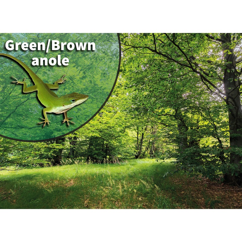 Green & Brown Anole (Anolis carolinensis & sagrei) Bioactive Vivarium Kit