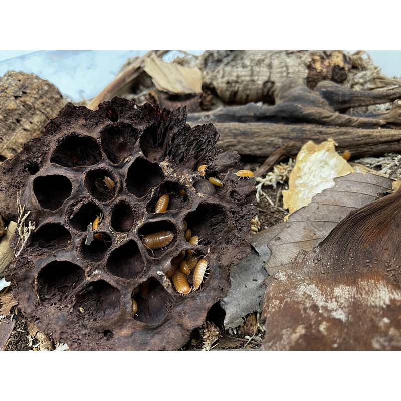 Isopod Culturing Kit|Terra Isopoda|Terra Flora|Terra Fauna|Terra Aranea|Terra Firma|Terra Sahara