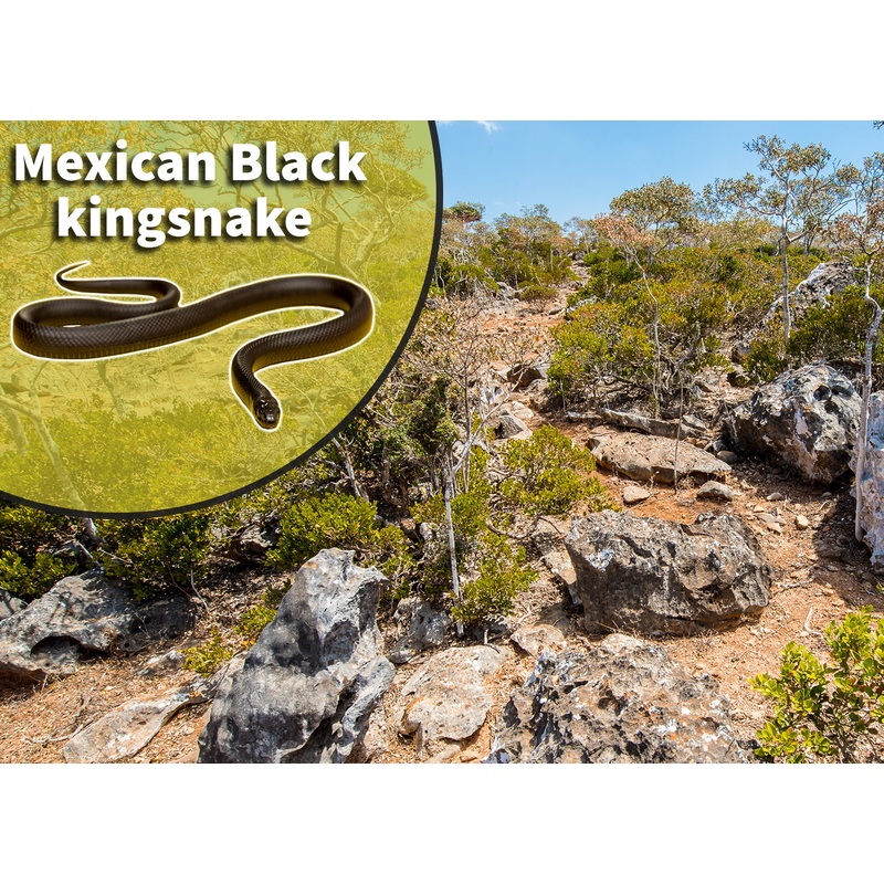 Mexican black kingsnake (Lampropeltis getula nigrita) Bioactive Vivarium Kit