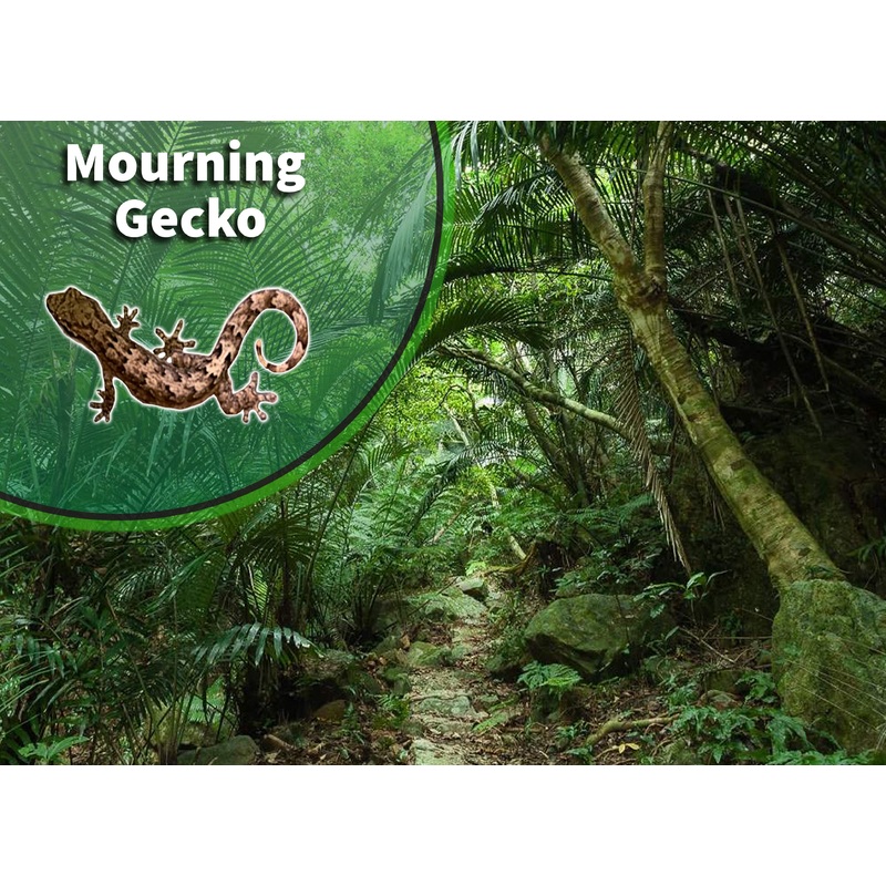 Mourning Gecko (Lepidodactylus lugubris) Bioactive Vivarium Kit