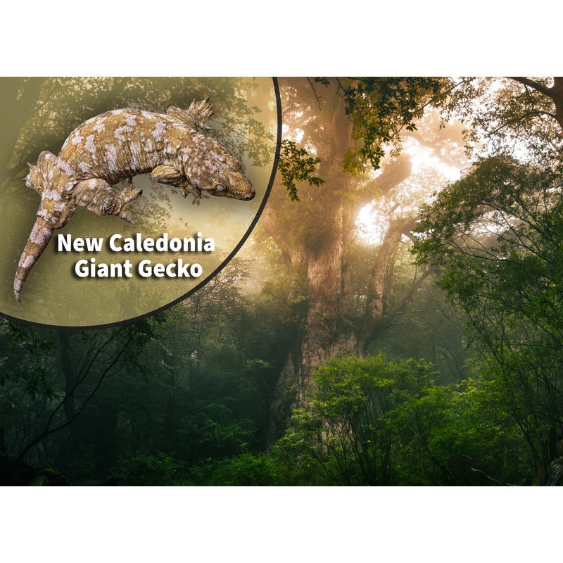 New Caledonia Giant Gecko (Rhacodactylus leachianus) Bioactive Vivarium Kit