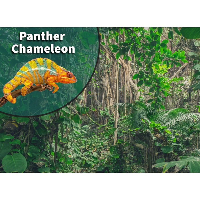 Panther Chameleon (Furcifer pardalis) Bioactive Vivarium Kit