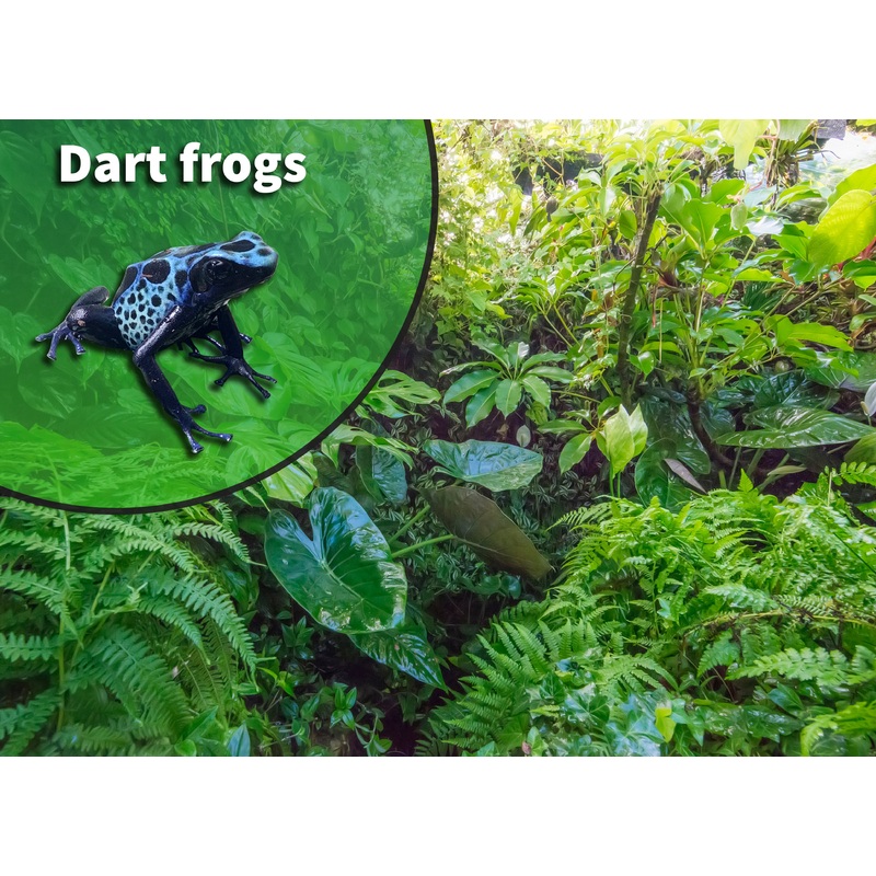 Poison Dart Frog Bioactive Vivarium Kit